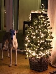 Hier wurde die Lichterkette innen an einem kleinen Baum dekoriert. Die Atmosphäre ist sehr gemütlich.  Unserem Bürohund gefällt der Baum auch sehr gut :)